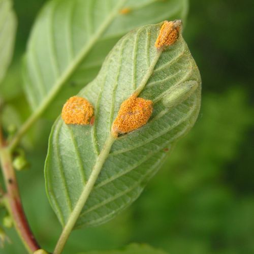 Puccinia coronata 