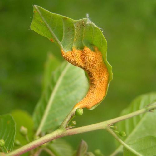 Puccinia coronata 