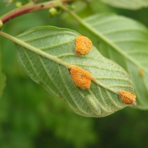 Puccinia coronata 