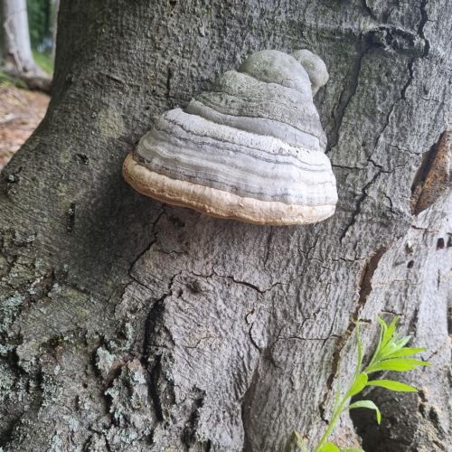 Fomes fomentarius 