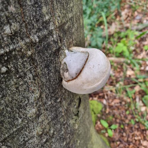 Fomes fomentarius 