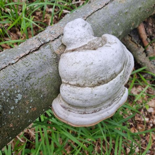 Fomes fomentarius 