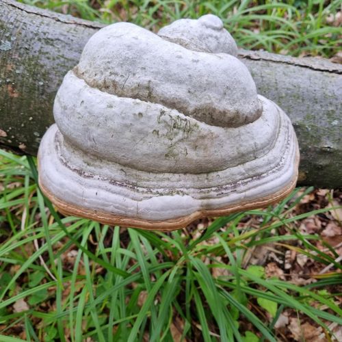 Fomes fomentarius 