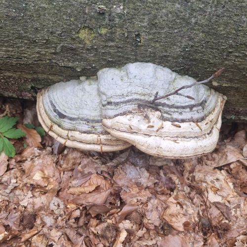 Fomes fomentarius 