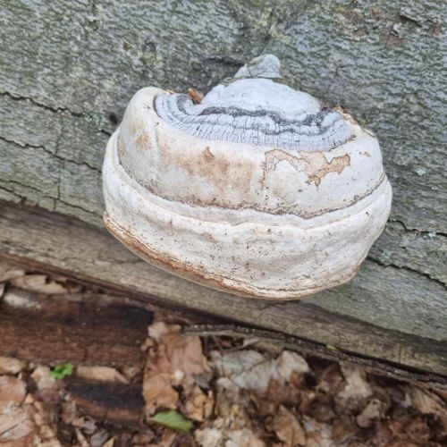 Fomes fomentarius 