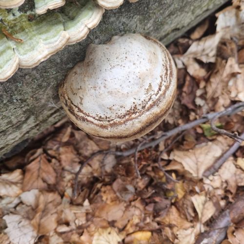 Fomes fomentarius 