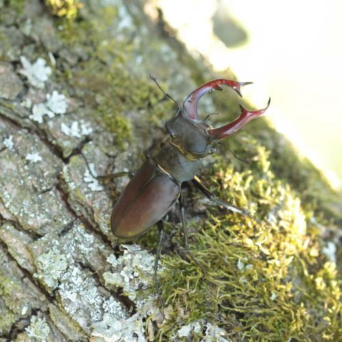 Lucanus cervus 