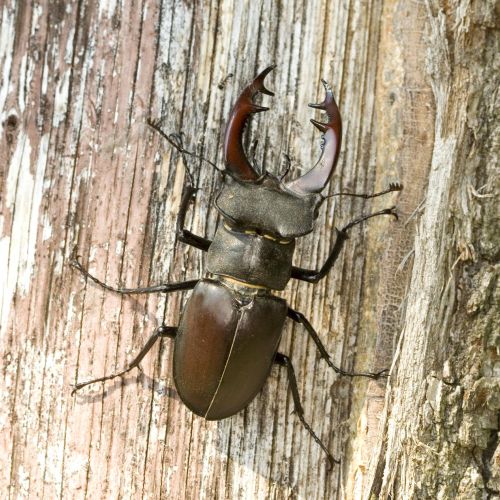 Lucanus cervus 