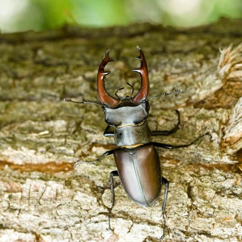 Lucanus cervus 