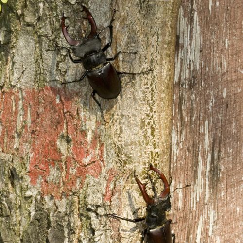 Lucanus cervus 