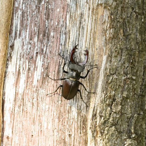 Lucanus cervus 