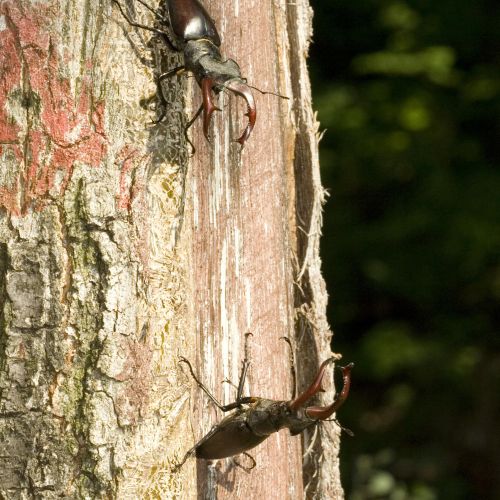 Lucanus cervus 