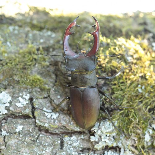 Lucanus cervus 