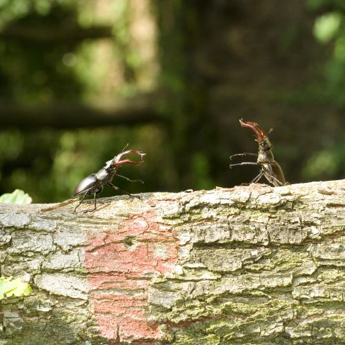 Lucanus cervus 