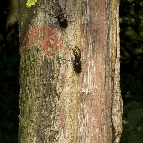 Lucanus cervus 