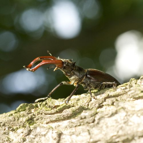 Lucanus cervus 