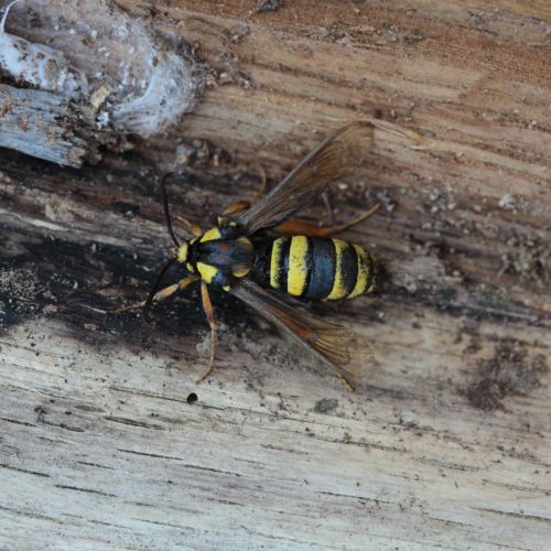 Sesia apiformis