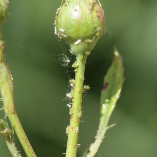 Macrosiphum rosae