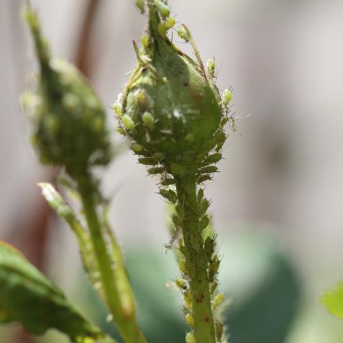 Macrosiphum rosae