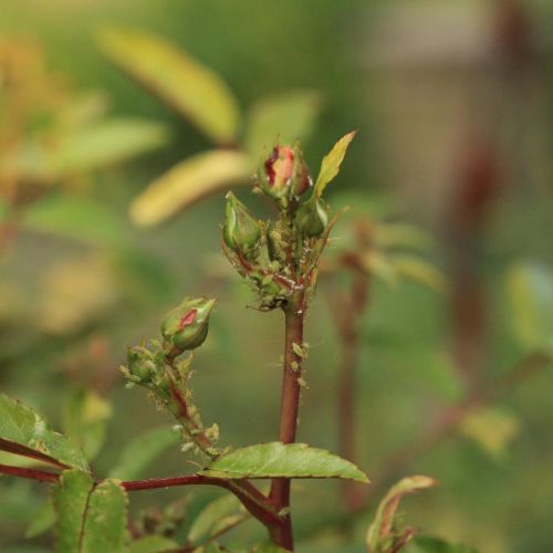 Macrosiphum rosae