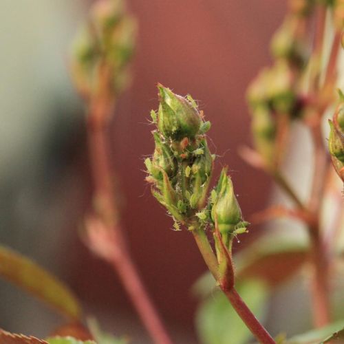 Macrosiphum rosae