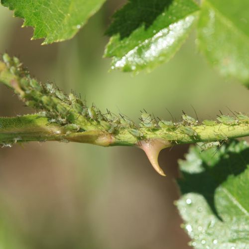 Macrosiphum rosae