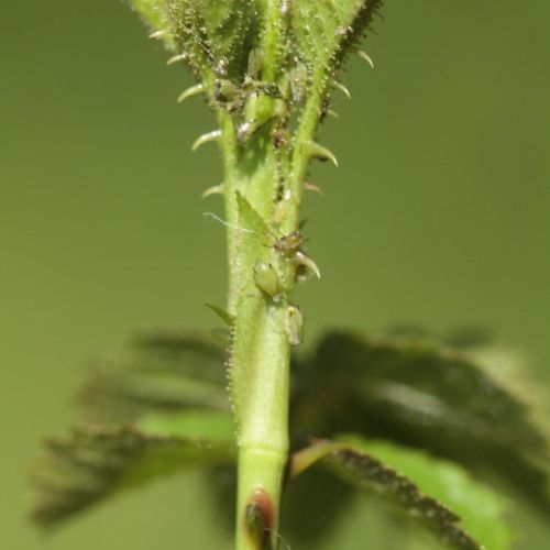 Macrosiphum rosae