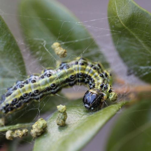 Cydalima perspectalis