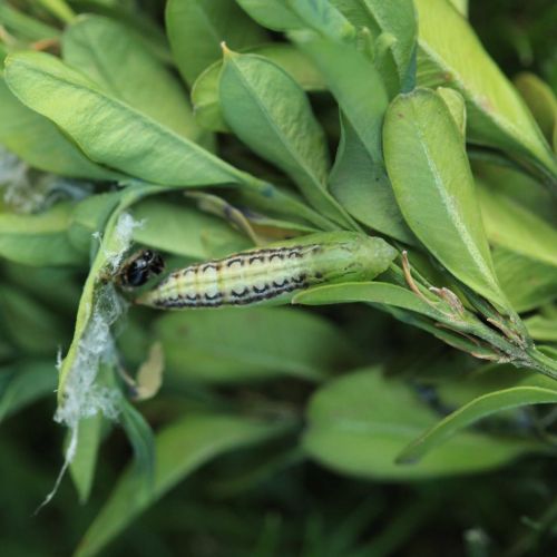 Cydalima perspectalis