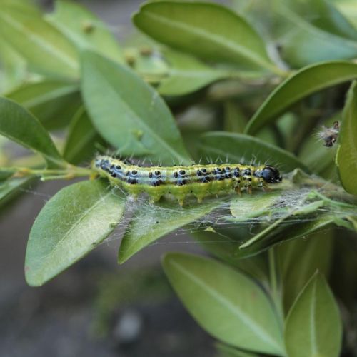 Cydalima perspectalis