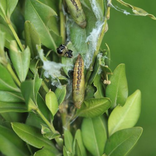 Cydalima perspectalis