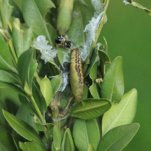 Cydalima perspectalis