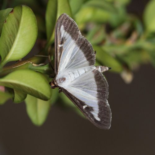 Cydalima perspectalis