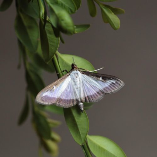 Cydalima perspectalis