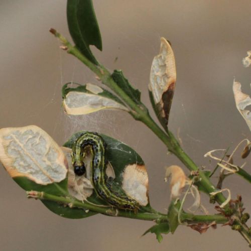 Cydalima perspectalis