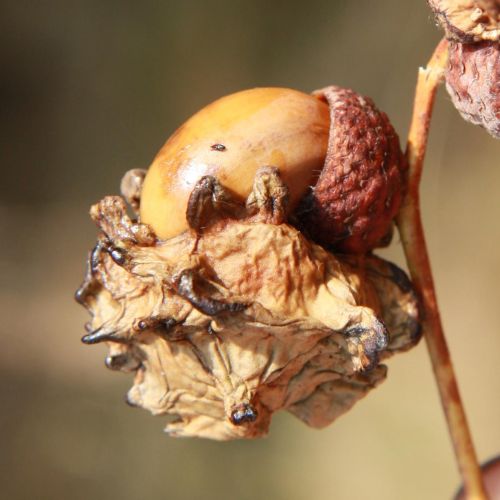 Andricus quercuscalicis 