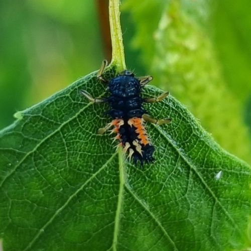 Harmonia axyridis