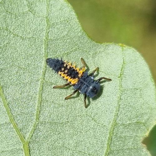 Harmonia axyridis