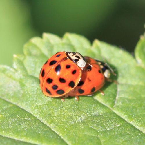 Harmonia axyridis