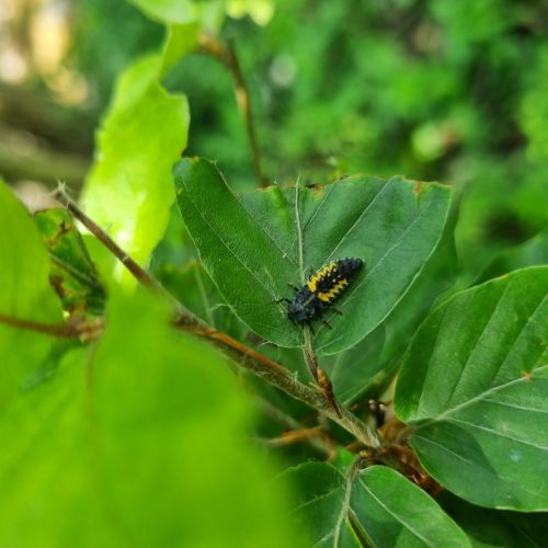 Harmonia axyridis