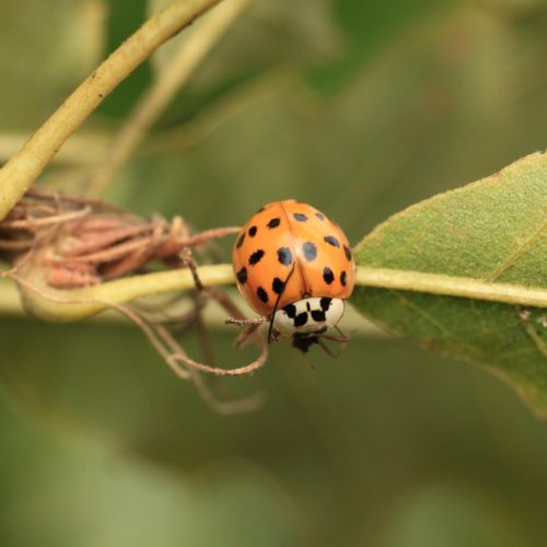 Harmonia axyridis