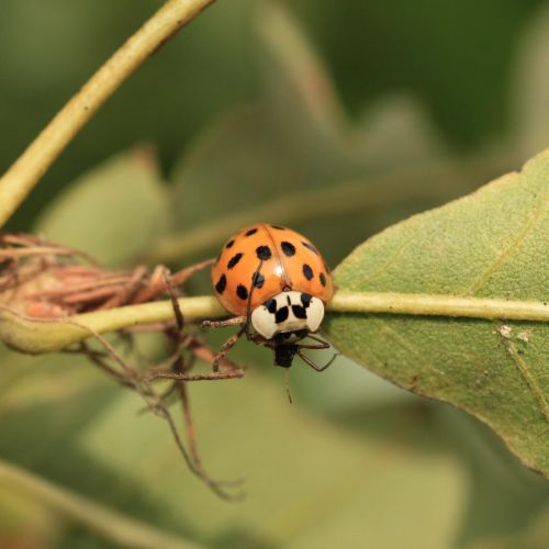 Harmonia axyridis