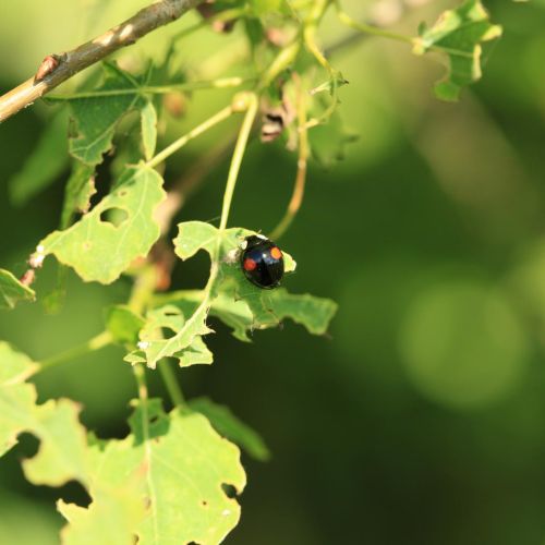 Harmonia axyridis