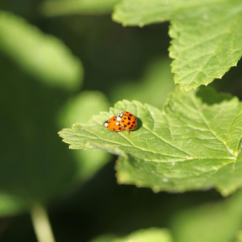 Harmonia axyridis