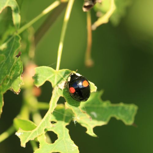 Harmonia axyridis