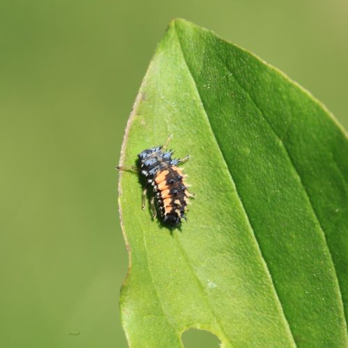 Harmonia axyridis