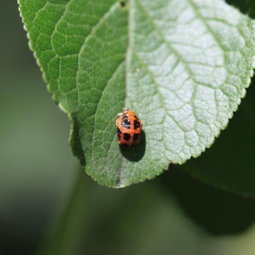 Harmonia axyridis