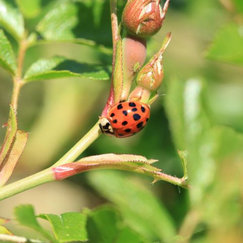 Harmonia axyridis