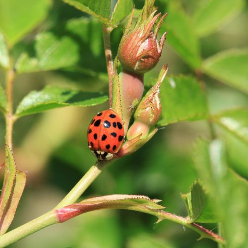 Harmonia axyridis