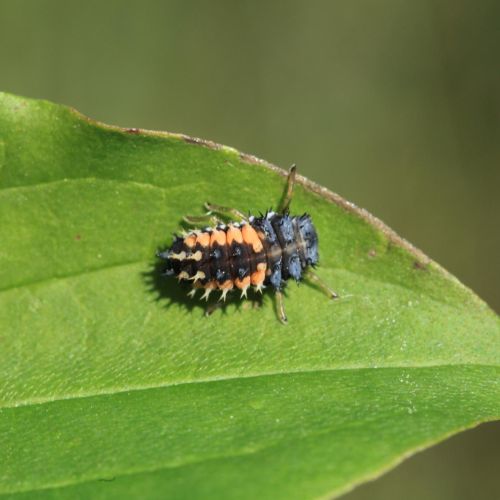 Harmonia axyridis